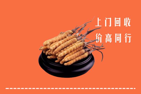 高价求购：思茅回收散虫草